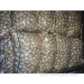 Normal White Garlic Best Quality